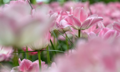 Rows of tulips and other flowers in a garden in the Netherlands.