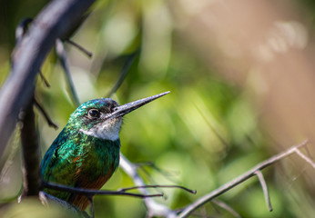 Red-tailed Ariramba, also known as Bico de Agulha - the beauty of Brazilian fauna provides a peaceful environment, with exuberant nature on a sunny autumn day.