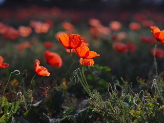 Fototapeta premium czerwone maki na polu
