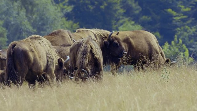 small herd of European bison (Bison bonasus), also known as Wisent or the European wood bison grazing