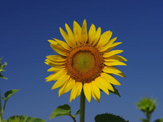 sunflower on background of blue sky
