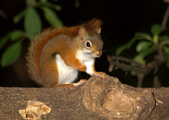 Red squirrel on tree trunk