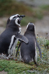 Magellanic penguin in the Otway Sound and Penguin Reserve.