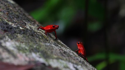 Poison dart frog in Costa Rica rainforest jungle