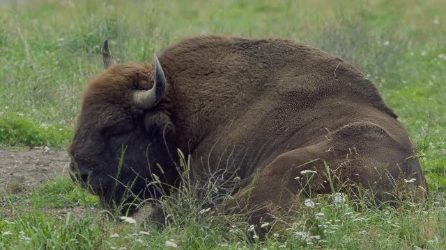 small herd of European bison (Bison bonasus), also known as Wisent or the European wood bison grazing
