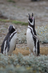 Magellanic penguin in the Otway Sound and Penguin Reserve.