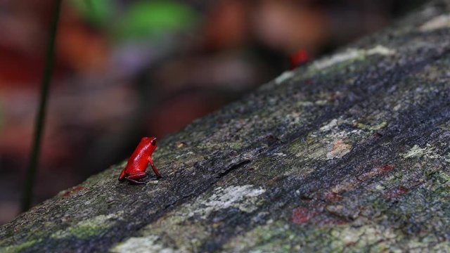 Poison dart frog in Costa Rica rainforest jungle