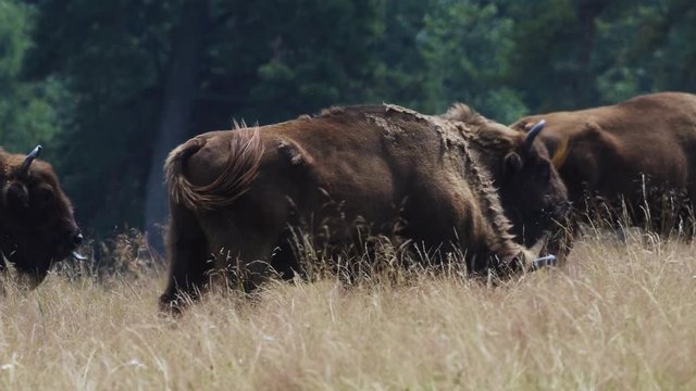 small herd of European bison (Bison bonasus), also known as Wisent or the European wood bison grazing