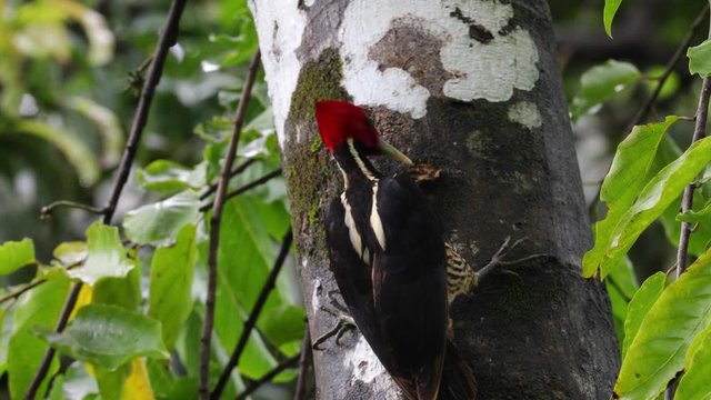 Pale billed red headed woodpecker in Costa Rica