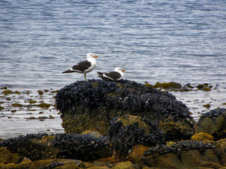 Sea gulls on rock looking out over the sea