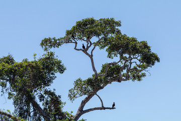 The beauty of the Brazilian flora and fauna provides a peaceful setting, with exuberant nature on a sunny autumn day.