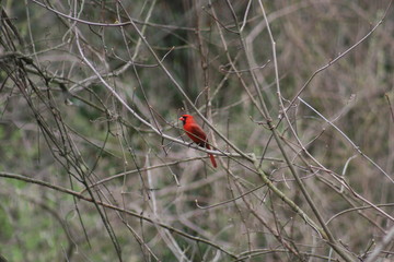 Cardinal on a Branch 2020 I