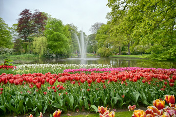 Rows of tulips and other flowers in a garden in the Netherlands.