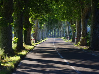Fototapeta premium road in the forest