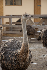 Ostrich, a flock of ostriches on an ostrich farm