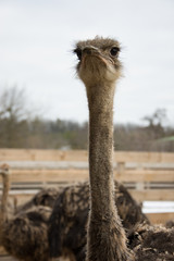 Ostrich, ostrich farm,