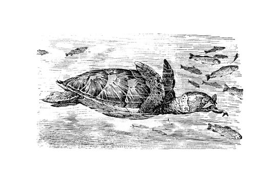 LOGGERHEAD SEA TURTLE (Caretta caretta) - Vintage Engraved Illustration 1889