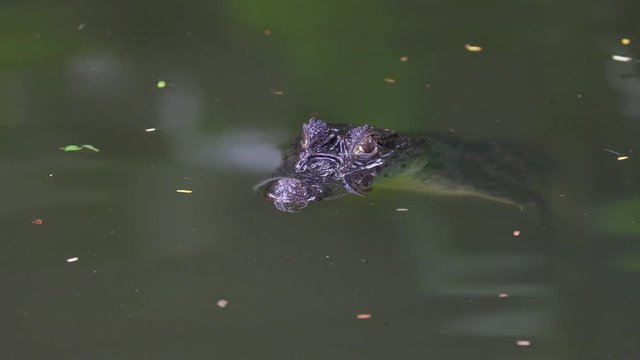 Young Caiman in little pond in Costa Rica