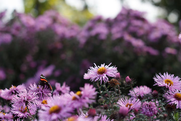 Bright purple flower in evening park. Pink petals. Violet flower in summer time with butterfly. Vanessa atalanta. Admiral. Close up shot of little chrysanthemums. Autumn garden in blooming season.