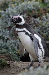 Magellanic penguin Spheniscus magellanicus in the Otway Sound and Penguin Reserve.