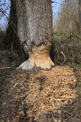 Baumstamm mit Baumrinde angefressen durch einen Biber