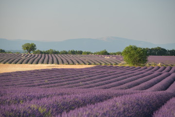 Fototapeta na wymiar lavender field in provence france