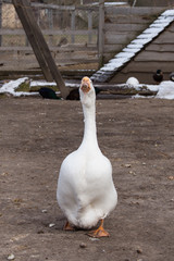 красивый толстый гусь, белый домашний гусь гуляет по птичьему двору