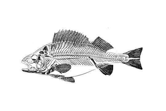 FISH SKELETON - Vintage Engraved Illustration 1889