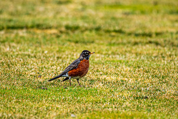 Robbin on the grass