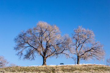 Scenic trees towering over a small park bench.