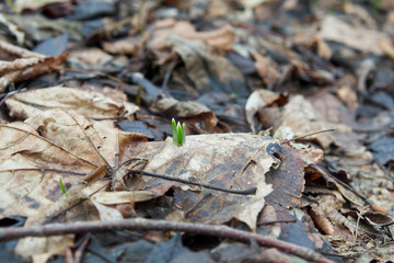 Snowdrop, the first flower of the year.