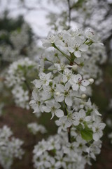 Blossom Tree 2020 II