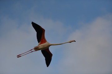 flamingos