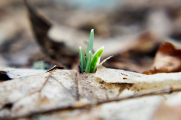 Snowdrop, the first flower of the year.