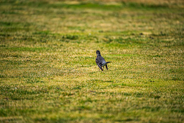 Robbin in the grass