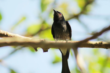 birds