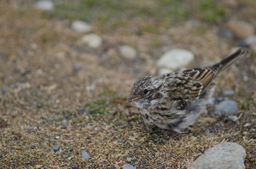 Juvenile rufous-collared sparrow in the Otway Sound and Penguin Reserve.