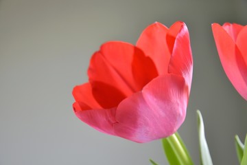 Beautiful red tulip flowers with soft focus on blurred blue wooden background. One red flower. Seasonal spring flower. Tulip petals  close up. 