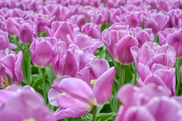 Obraz premium Rows of tulips and other flowers in a garden in the Netherlands.