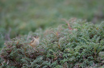 Grass wren Cistothorus platensis hornensis on a shrub.