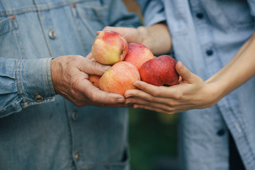 Senior with red apples. Brunette in a blue shirt. Grandfather with grandaughter.
