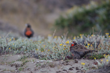 Long-tailed meadowlarks Leistes loyca on the ground.