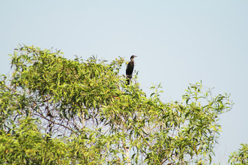 water bird
