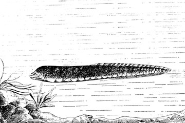 MORAY EEL (Muraena helena) - Vintage Engraved Illustration 1889