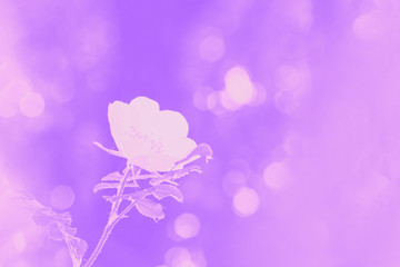 Obraz premium Rosehip or rose hip or white wild rose flower on the blurred background. Light violet toned