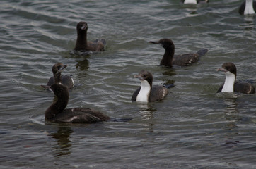 Imperial shags in the coast of Punta Arenas.
