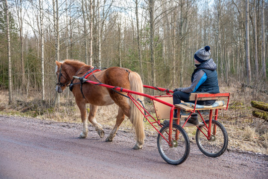 Woman Driving Horsedrawn Carriage