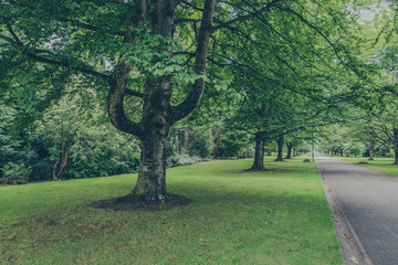 trees in the park