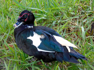 Duck