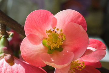 Pink flowering apple tree macrophotography
